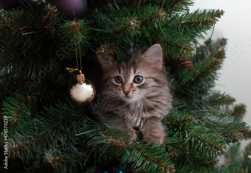 Cute striped kitten on Christmas tree playing with decoration. Naughty cute kitten. The concept of pets. Happy New Year © Inna