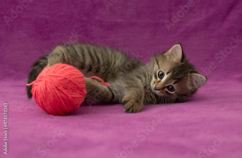 Wallpaper Mural fluffy cat is playing with a ball of Very Peri threads. A curious little kitten lying on a blue background looking into the camera. Games with pets. Advertising toys for cats Torontodigital.ca