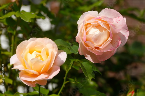 Gelb-rosa Rose  Deutschland