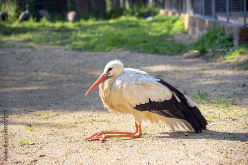 A large black and white bird sits on the ground with its long legs tucked up .