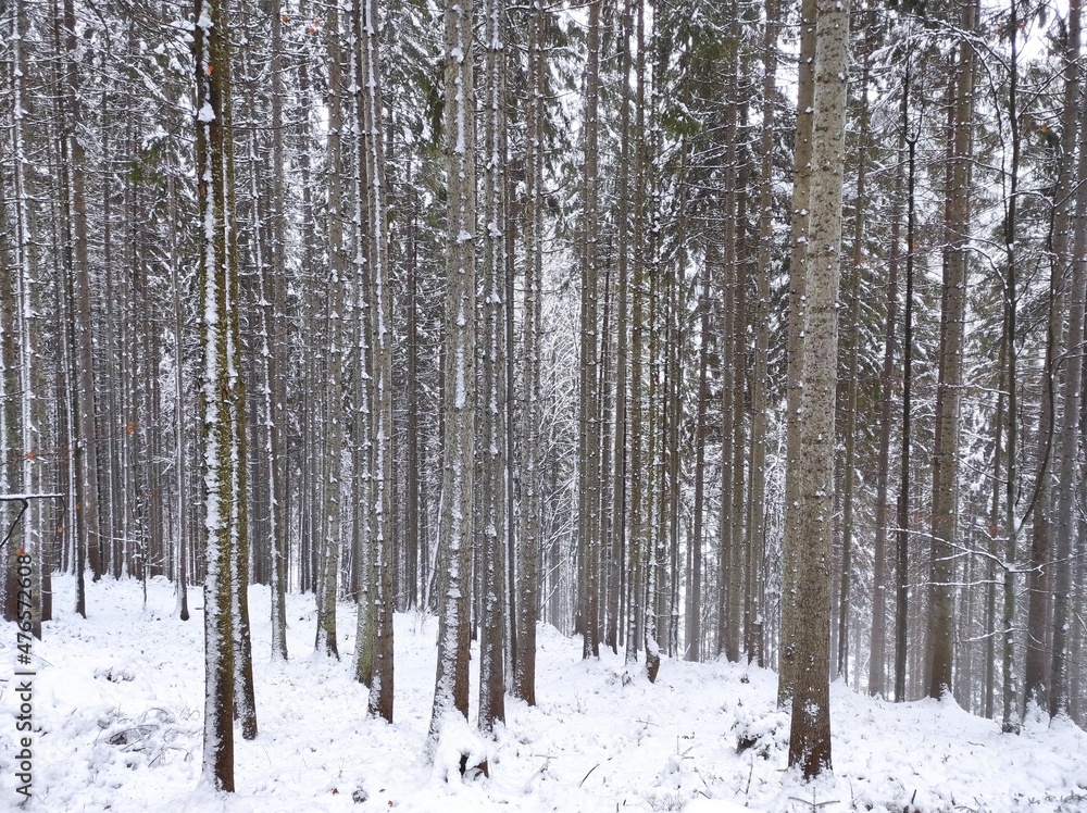 beautiful winter coniferous forest. fir trees covered with snow beautiful winter coniferous forest. fir trees covered with snow