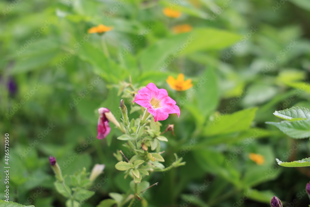 Fototapeta premium 花