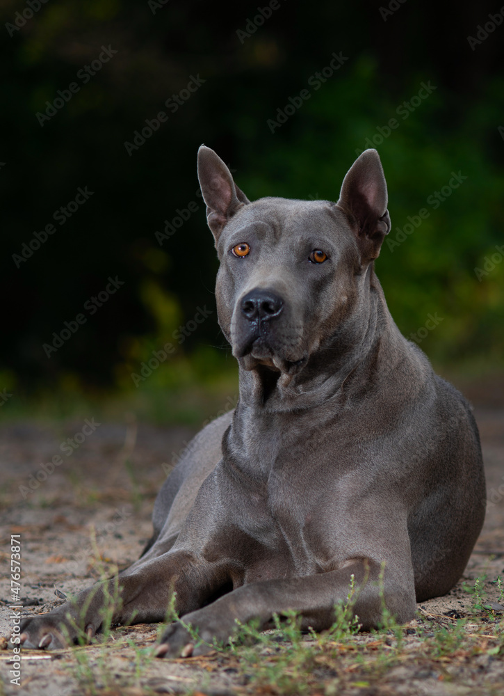 Thai Ridgeback on a yacht..