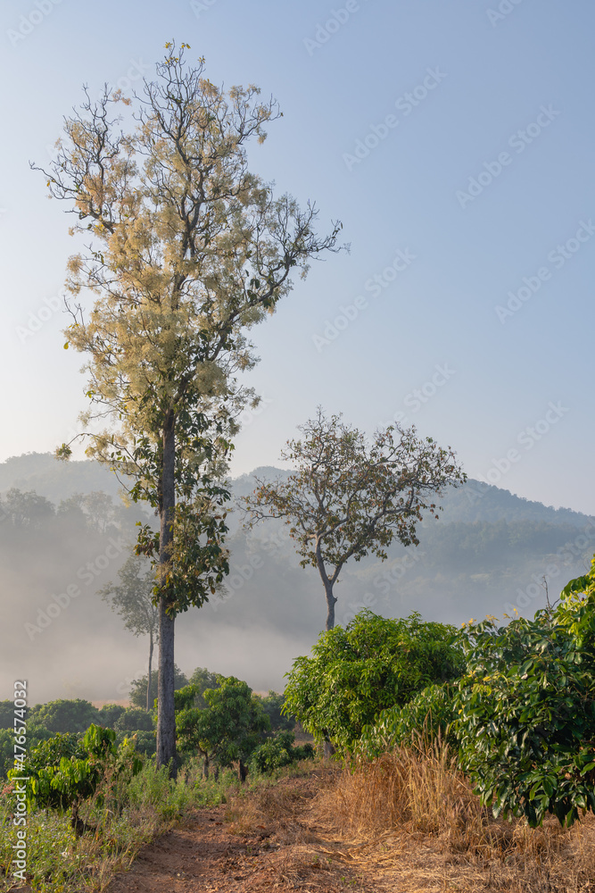 Scenic morning rural landscape with path through mango orchard and blooming wild tree in Chiang Dao mountain countryside, Chiang Mai, Thailand