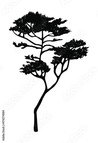 acacia tree silhouette. australian and african tree. nature and landscape design element