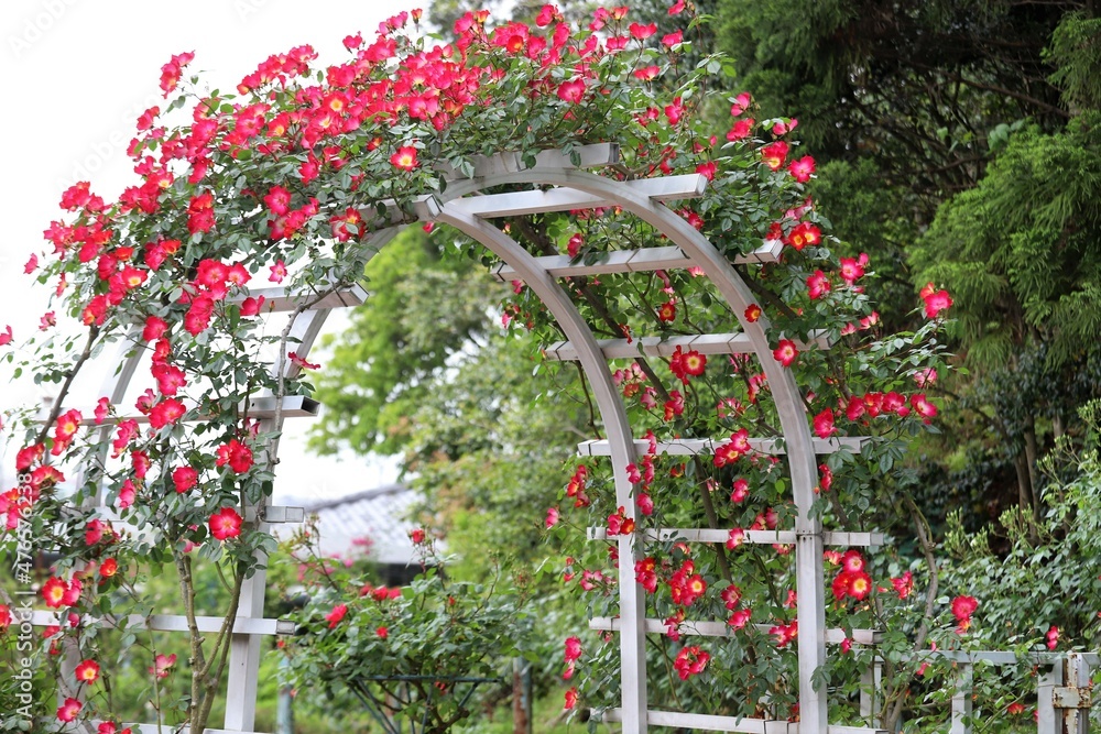 Obraz premium 奈良のnバラ園