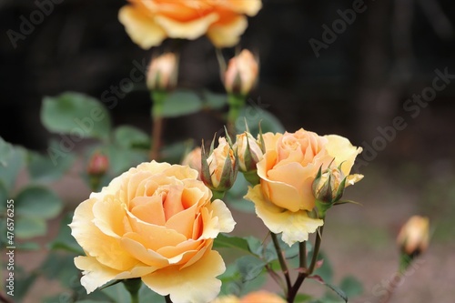 奈良のｎバラ園