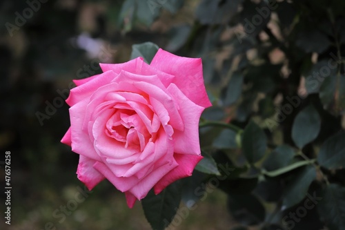 奈良のｎバラ園