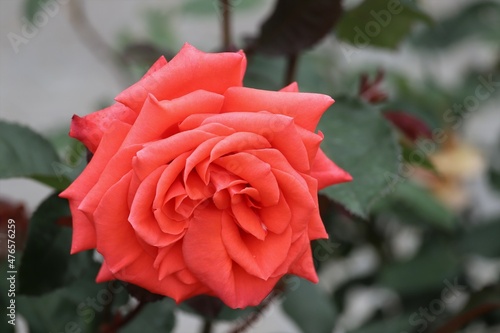 奈良のｎバラ園