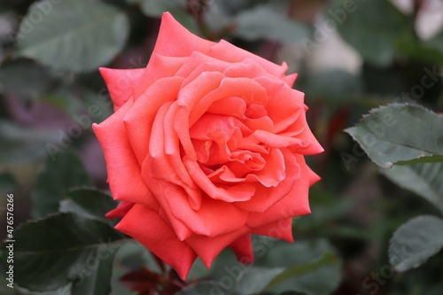 奈良のｎバラ園