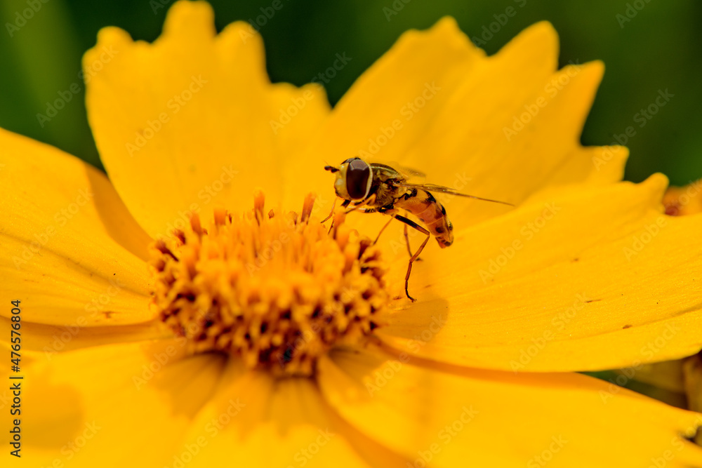 Hoverflies and bees roost on gesang flowers Hoverflies and bees roost on gesang flowers