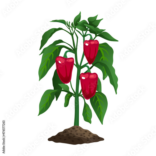 Chili Pepper Plant Composition