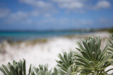 Small plants growing on the sandy beach with azure sea behind it. Selective focus.