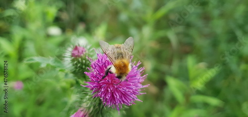 Bumblebee on a thistle 