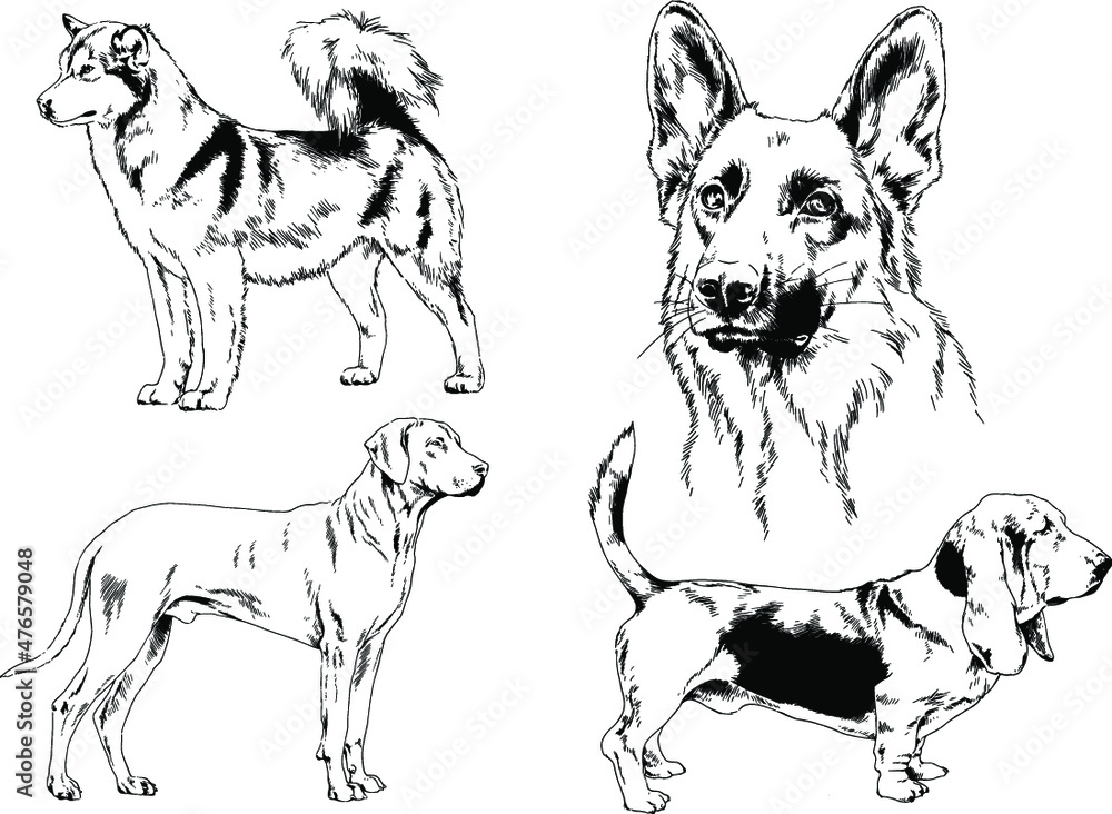 vector drawings sketches pedigree dogs and cats  drawn in ink by hand , objects with no background