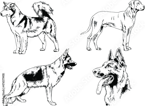 vector drawings sketches pedigree dogs in the racks drawn in ink by hand , objects with no background 