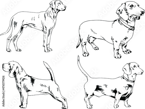 vector drawings sketches pedigree dogs in the racks drawn in ink by hand   objects with no background 