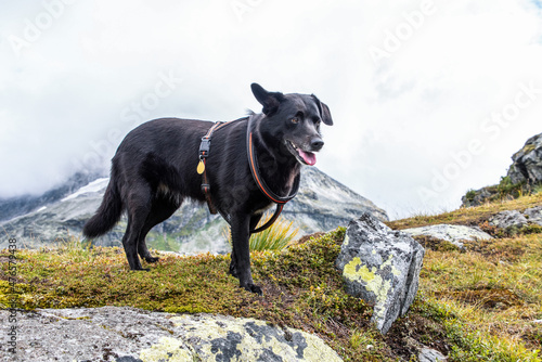 Hiking with a dog in the High Tauern National Park