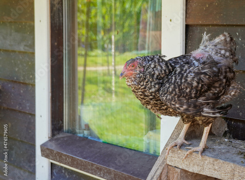 Variegated chickens hens in the coop henhouse on the henroost roost. outside near window. High quality photo photo