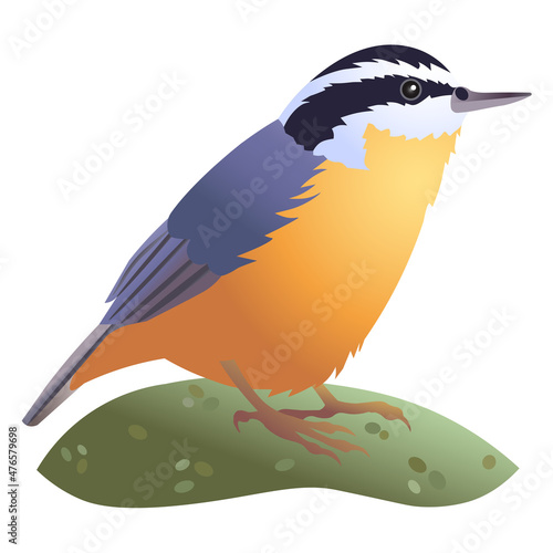 Realistic vector illustration of Red-breasted nuthatch bird standing on green moss meadow. Winter bird drawing. Ornithological illustration.