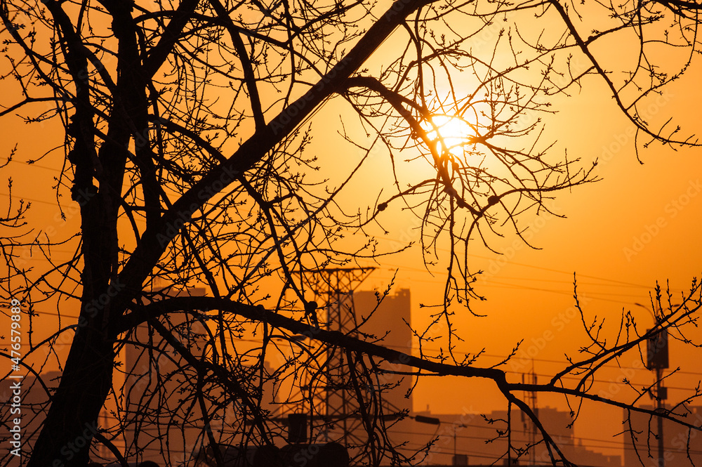 A close-up of tree branches silhouetted against the early morning sunrise A close-up of tree branches silhouetted against the early morning sunrise