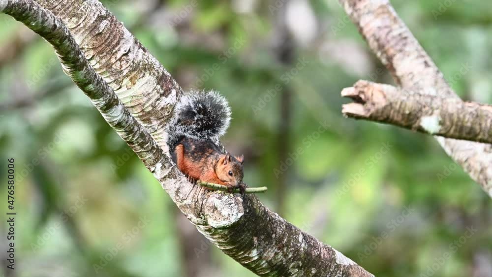 Variegated squirrel turning seedling from Ambay pumpwood tree to eat the middle part. Variegated squirrel turning seedling from Ambay pumpwood tree to eat the middle part.