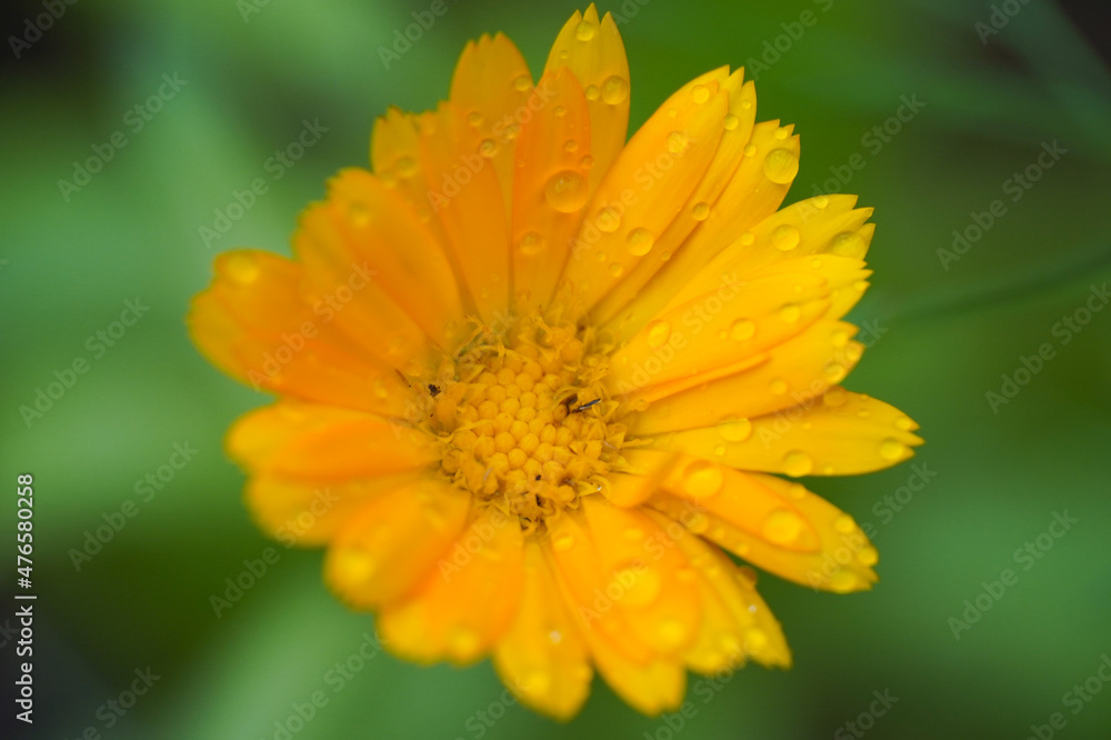 Calendula yellow orange flower after rain . close up view macro closeup. High quality photo Calendula yellow orange flower after rain . close up view macro closeup. High quality photo