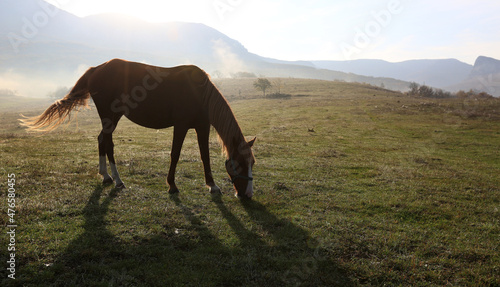 The horse grazes freely in a meadow on a high-mountainous hill
