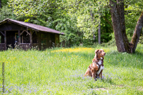 australian shepherd dog brown outdoor