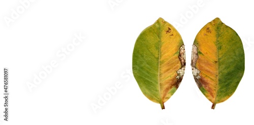 autumn dry leaf isolated on white background