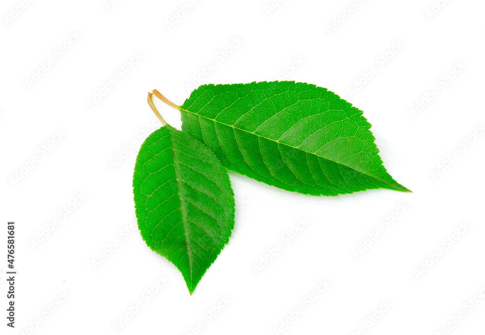 Fototapeta premium Two green leaves isolated on white background