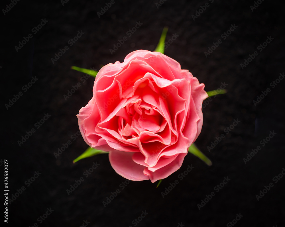 Fototapeta premium One flower on black background. On black background.
