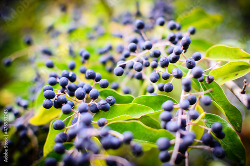 close up of a plant