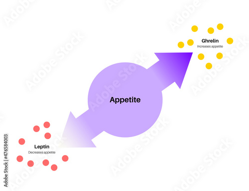 Hunger appetite hormones