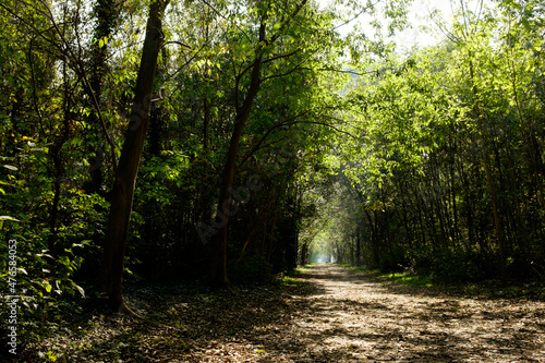 path in the forest