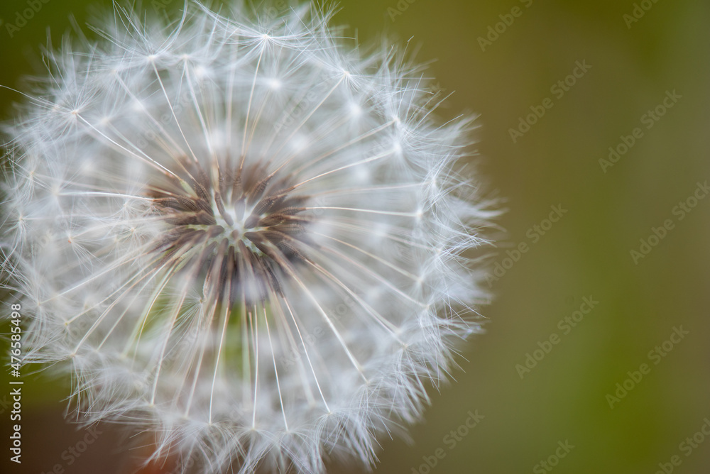 dandelion head dandelion head