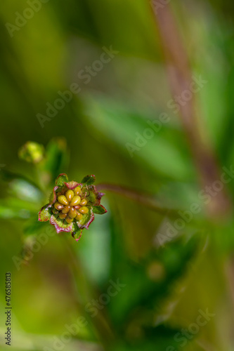 Potentilla erecta flower growing in meadow, macro © klemen