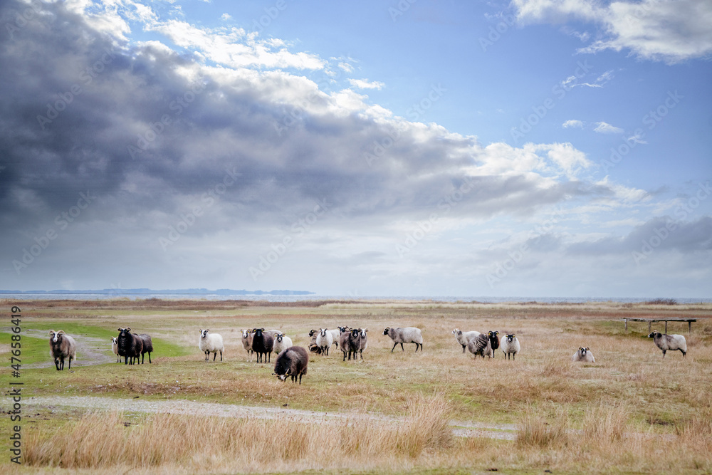 Sheep grazing on a dry land close to the sea Sheep grazing on a dry land close to the sea