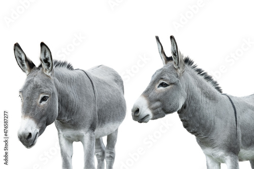 two donkey isolated on white background Fototapet