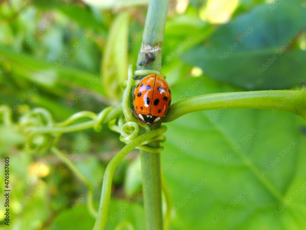 animalia insecta coleóptera coccinellidae cucujoidea controle biológico inseto besouro – joaninha animalia insecta coleóptera coccinellidae cucujoidea controle biológico inseto besouro – joaninha