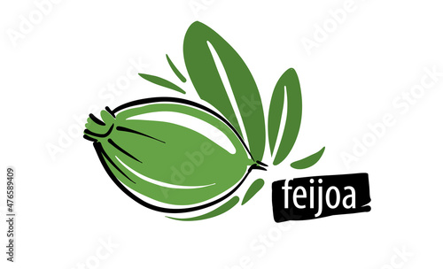 Drawn vector feijoa on a white background