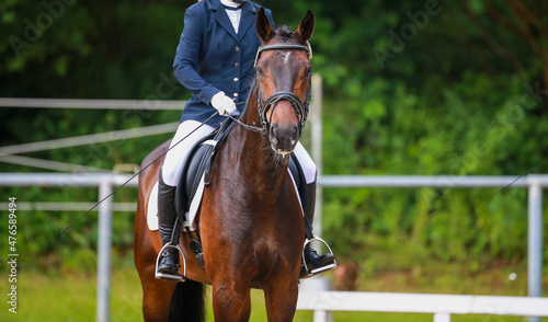 Dressage horse with rider, Oferd looks attentively into the camera..