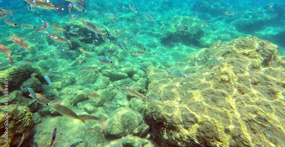 Fototapeta premium Underwater world of Mediterranean Sea. Near Marmaris, Turkey