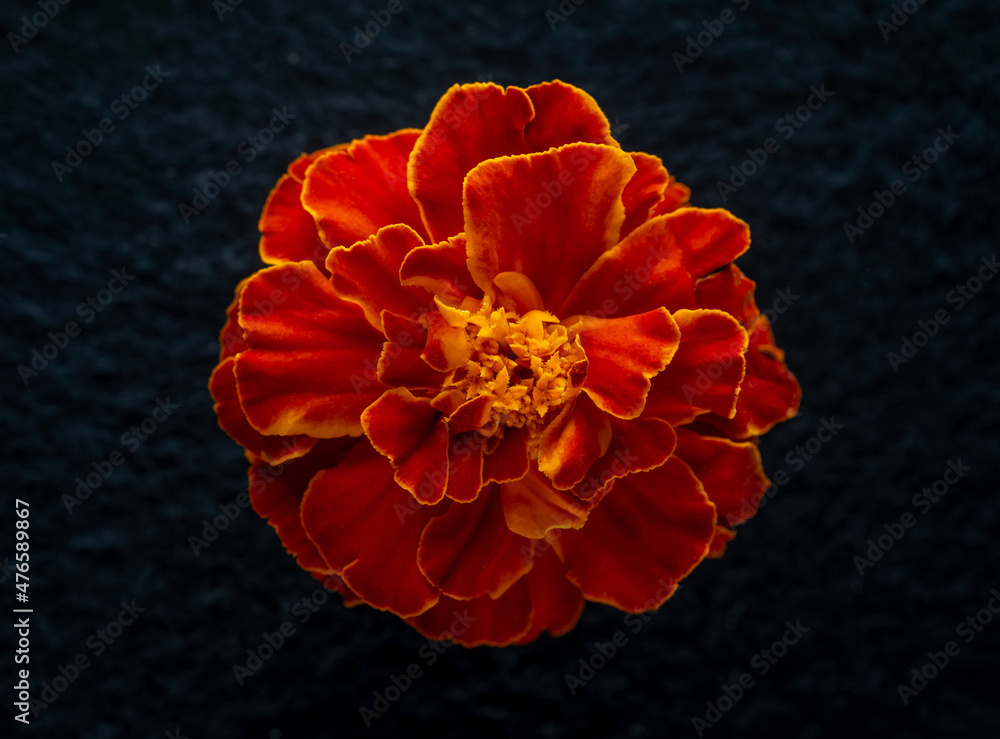 One flower on a black background. Photo from above. One flower on a black background. Photo from above.