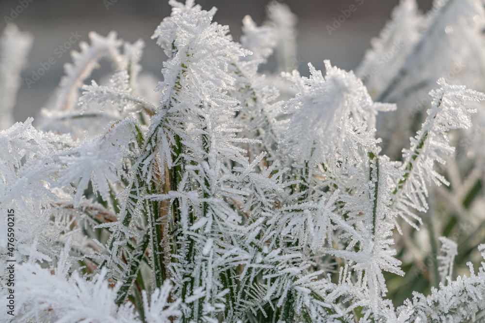 Frozen rime on the grass, with the beautiful ice crystals in the winter landscape of the Netherlands in the month of December