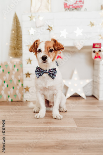 portrait of cute jack russell dog wearing bow tie over christmas decoration at home or studio. Christmas time, december, white background with lights