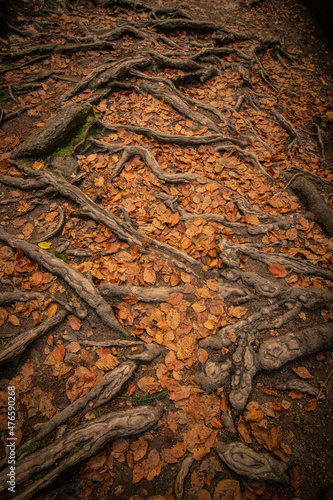 wood texture the Kamnitzklamm in autumn czech