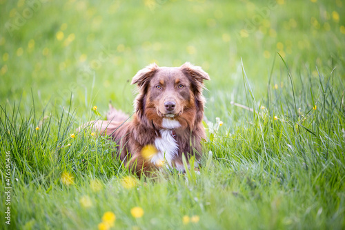 australian shepherd dog brown outdoor