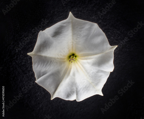 Top view of a flower on a black background. Flat lay, top view.