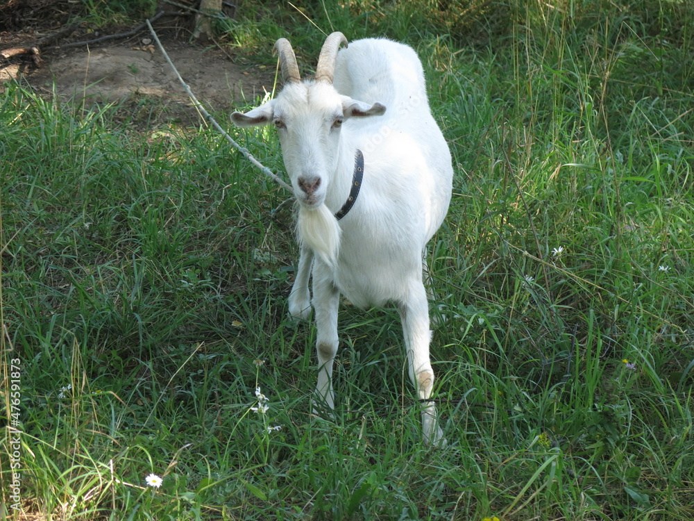 Fototapeta premium white goat grazes in the summer in the village on a leash